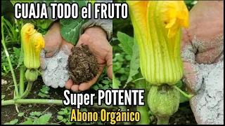 CUAJA TODO el FRUTO y Flor de AYOTE con Super Abono Orgánico
