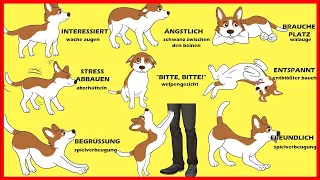 Die Körpersprache von Hunden erklärt