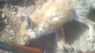 Охота на лиса. Выстрел за 150 метров 2017.