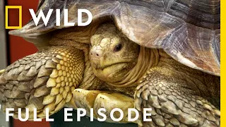 Tortoise Surgery, Chinchilla Emergency, and the Chicken (Full Episode) | Dr. K's Exotic Animal ER