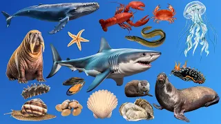 Learn Sea Animals Names in English - Ocean Animal Videos