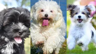 Havanese | Funny and Cute dog video compilation in 2022