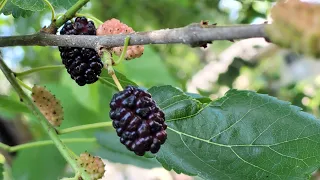 How to harvest and store mulberries
