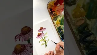 Cone flower echinacea painting!￼