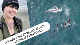 I Filmed A Killer Whale Attack On The Oregon Coast