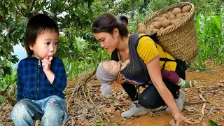 Single Girl: Harvest Sapodilla Fruit With Her Children Go To The Market To Sell | Cook Food For Pigs