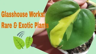 Enormous House Plants Unboxing - from Glasshouse Works greenhouse 💖