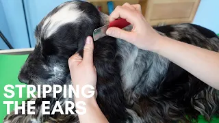 STRIPPING THE EAR | THE BASICS | DOG GROOMING