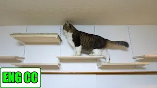 Boss-Kichi finally goes through the new passage of the catwalk in cat room【Eng CC】