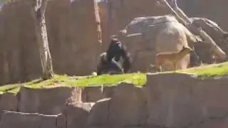 Dog Removed From Gorilla Enclosure at San Diego Zoo