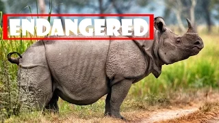 Top 5 Most Endangered Species 2017