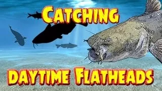 Catching  Flathead catfish in the daytime