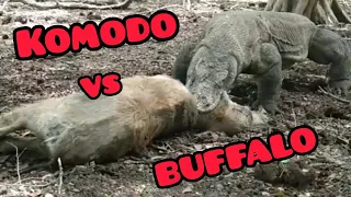 Unbelieveable Komodo Dragon Hunting and Eat Alive Baby Buffalo.