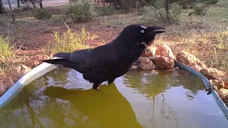 Australian Raven Making Creaking Sounds - Comical