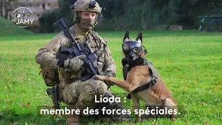 🐶Lioda, malinois et membre des forces spéciales 🪖 Le meilleur du monde de Jamy