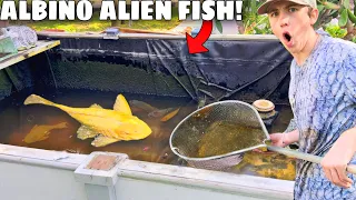 Saving ALBINO ALIEN FISH From POND DESTRUCTION!