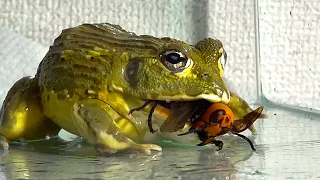 Very big giant hornet queen / Pacman frog , African bullfrog【LIVE FEEDING】