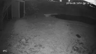 Angel's caught on home security camera,(4)