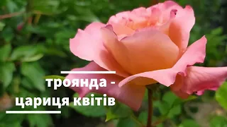 Троянда - цариця квітів)