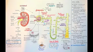 IB Biology 11.3 The kidney / nephron