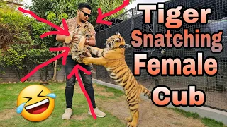 My Tiger Got His Female Partner | Tiger First time Met with Female Cub | Nouman Hassan |