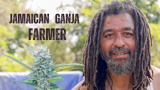 JAMAICAN GANJA FARMER