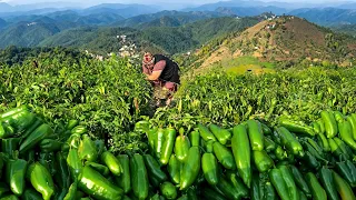 Making Traditional Pepper Pickle | Bell Pepper Harvest - Village Life
