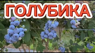 ЛЮБИМАЯ ЯГОДА АМЕРИКАНЦЕВ. ЯГОДА, КОТОРАЯ СОБИРАЕТСЯ ЗА 30 МИНУТ. СБОР ГОЛУБИКИ НА ПОЛЯХ.