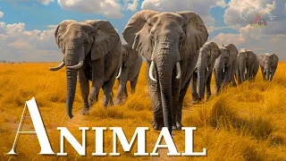 WILDLIFE ANIMALS - With Nature Sounds (Colorfully Dynamic)