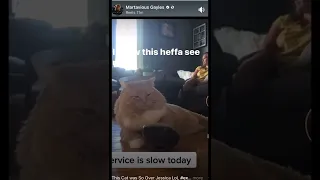 This Cat Is An Entire Mood  #tiktok #trending #explorepage #shorts #shortsyoutube