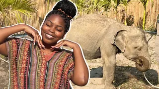 Feeding elephants in Chiang Mai | Thailand Travel Vlog