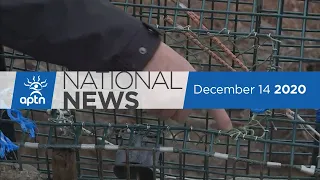 APTN National News December 14, 2020 – Bushby found guilty, COVID-19 vaccine arrives