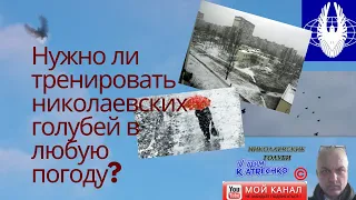 Нужно ли тренировать николаевских голубей в любую погоду?