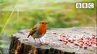 Live Winterwatch: Day 1 🦔 2021 🐿  BBC