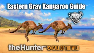 Eastern Gray Kangaroo Guide - Emerald Coast Australia - theHunter Call Of The Wild