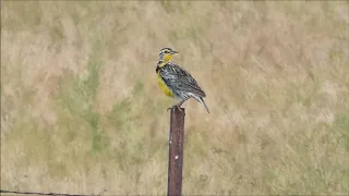 Meadow Lark Singing 071419