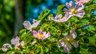 Аромат шиповника/Das Aroma der Heckenrose