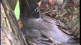 Robin sitting on nest and feeding babies