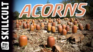 ACORNS:  Collecting, Most Common Questions, and Other Stuff