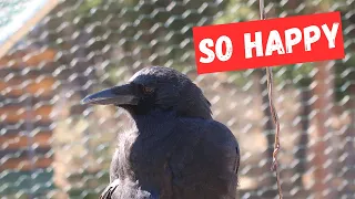 Crows are so happy