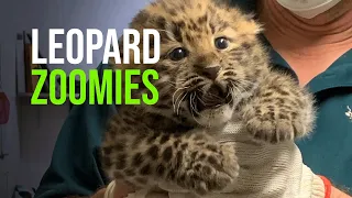 Leopard Cub Zoomies!