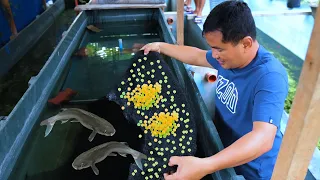 How Catfish Farming Produces thousands of eggs - The easiest way in catfish breeding (100 % proven)