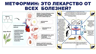 МЕТФОРМИН: ЭТО ЛЕКАРСТВО ОТ ВСЕХ  БОЛЕЗНЕЙ?