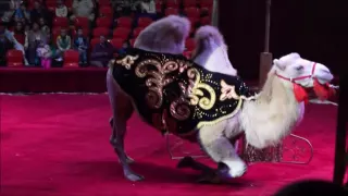 Премьера выступления цирка-шапито "Корона" в Подольске