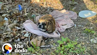 Sweetest Dog Found Shaking In A Ditch | The Dodo Faith = Restored