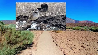 CALANDRA LARK BIRDS UNIQUE