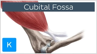 Cubital Fossa - Location & Borders - Human Anatomy | Kenhub