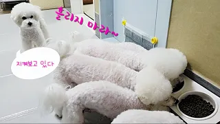 사료 떨어트리는 건 못 참는 강아지 / Puppy can't stand dropping food