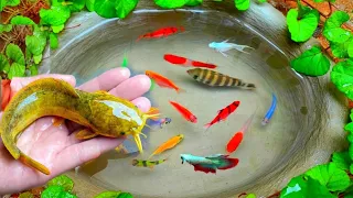 Catch colorful ornamental fish, koi fish, toman fish, betta fish, goldfish, catfish, turtles