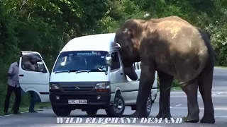 The wild elephant was chased by 5 vehicles.